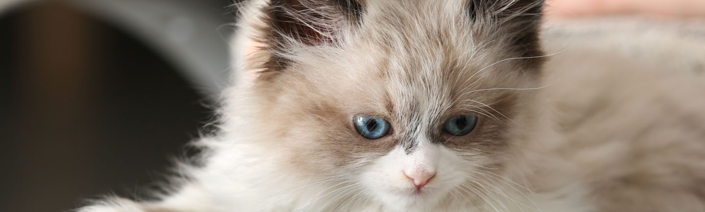 Image showcasing Fleas on Kittens - Symptoms, Treatment & Prevention| NexGard SPECTRA